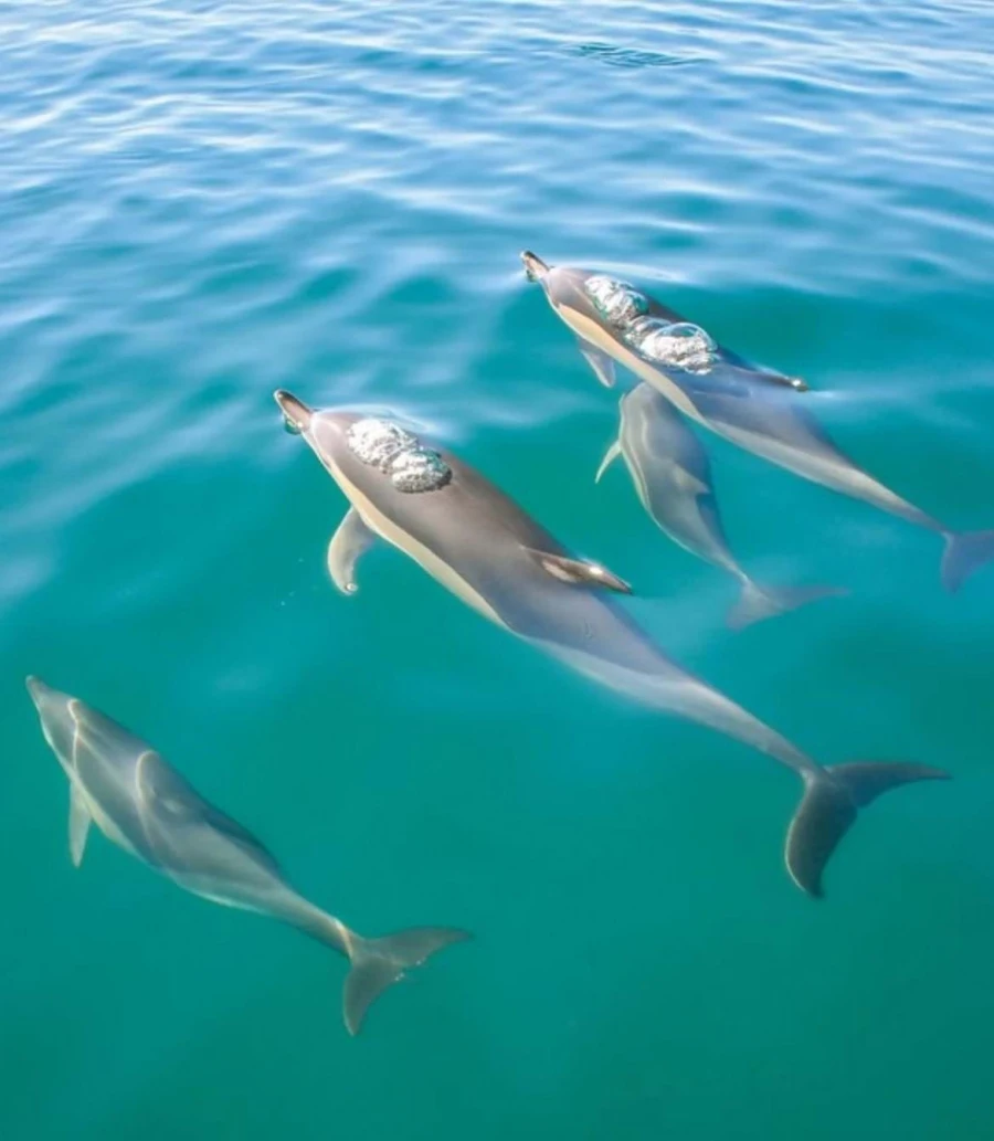 Moradia T2 para Venda em Vila do Bispo e Raposeira Foto 27