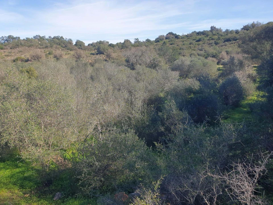 Terreno para Venda em São Silvestre Foto 16