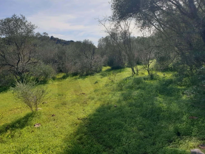 Terreno para Venda em São Silvestre Foto 14