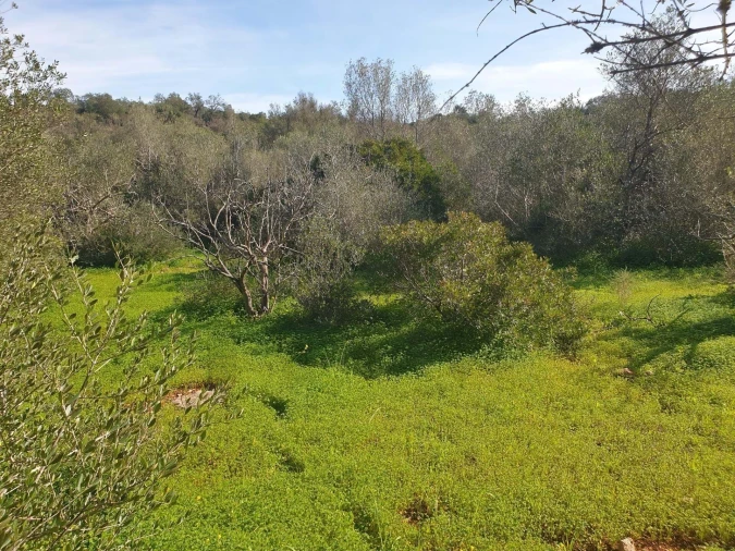Terreno para Venda em São Silvestre Foto 13