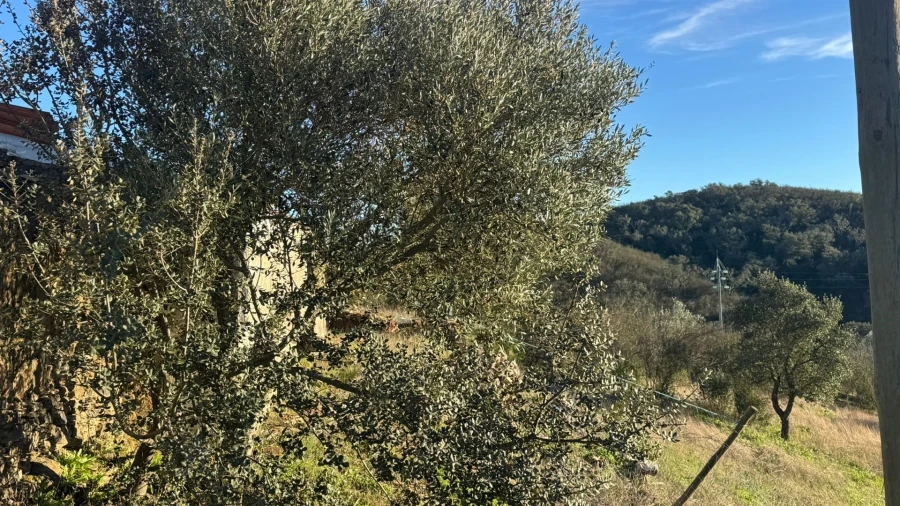 Moradia T2 para Venda em Santana da Serra Foto 12