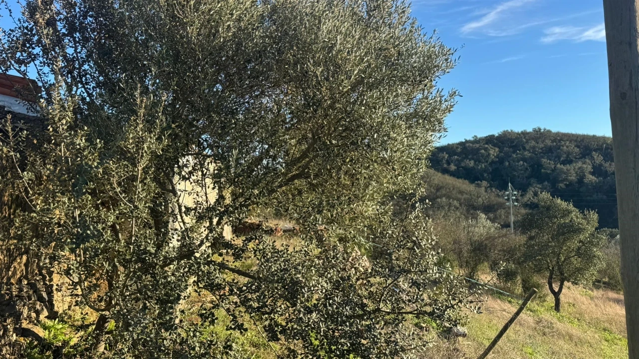 Moradia T2 para Venda em Santana da Serra Foto 12