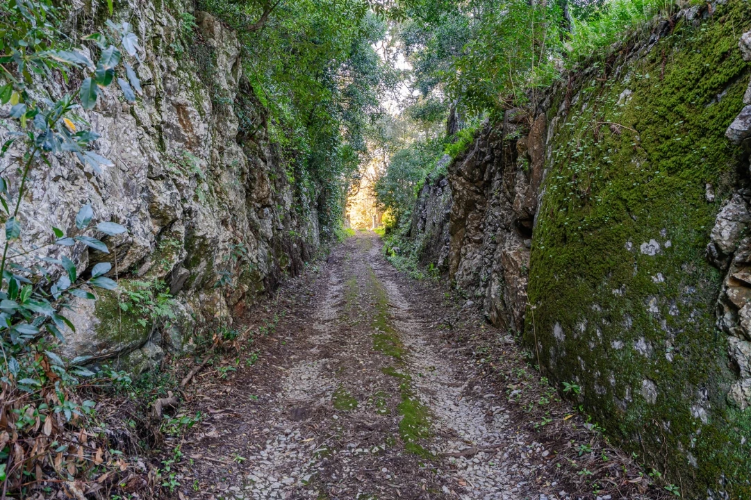 Quinta T10 para Venda em Santa Maria e São Miguel, São Martinho, São Pedro Penaferrim Foto 45