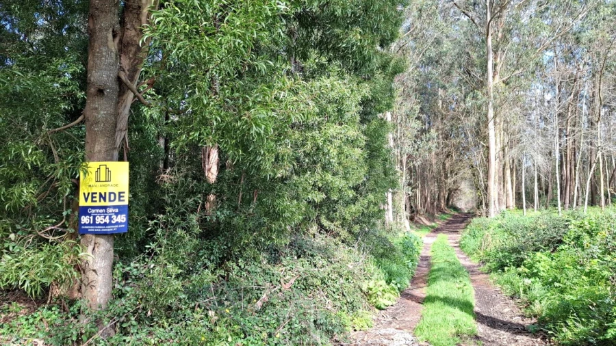 Terreno Agricola ou Rústico para Venda em Ovar, São João, Arada e São Vicente de Pereira Jusã Foto 2