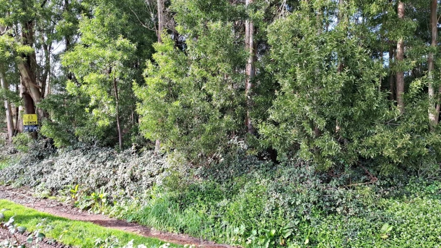 Terreno Agricola ou Rústico para Venda em Ovar, São João, Arada e São Vicente de Pereira Jusã Foto 3
