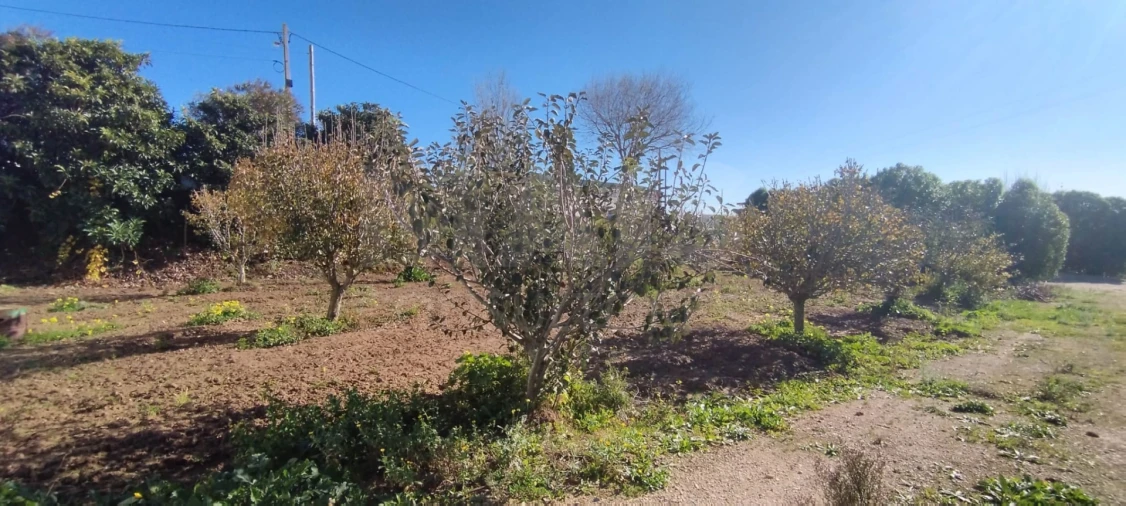 Terreno para Venda em Lourinhã e Atalaia Foto 7