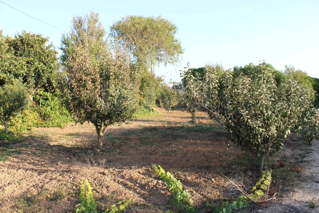 Terreno para Venda em Lourinhã e Atalaia Foto 4