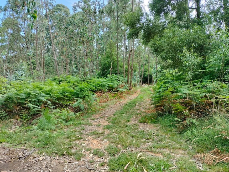 Terreno Agricola ou Rústico para Venda em Anta e Guetim Foto 3