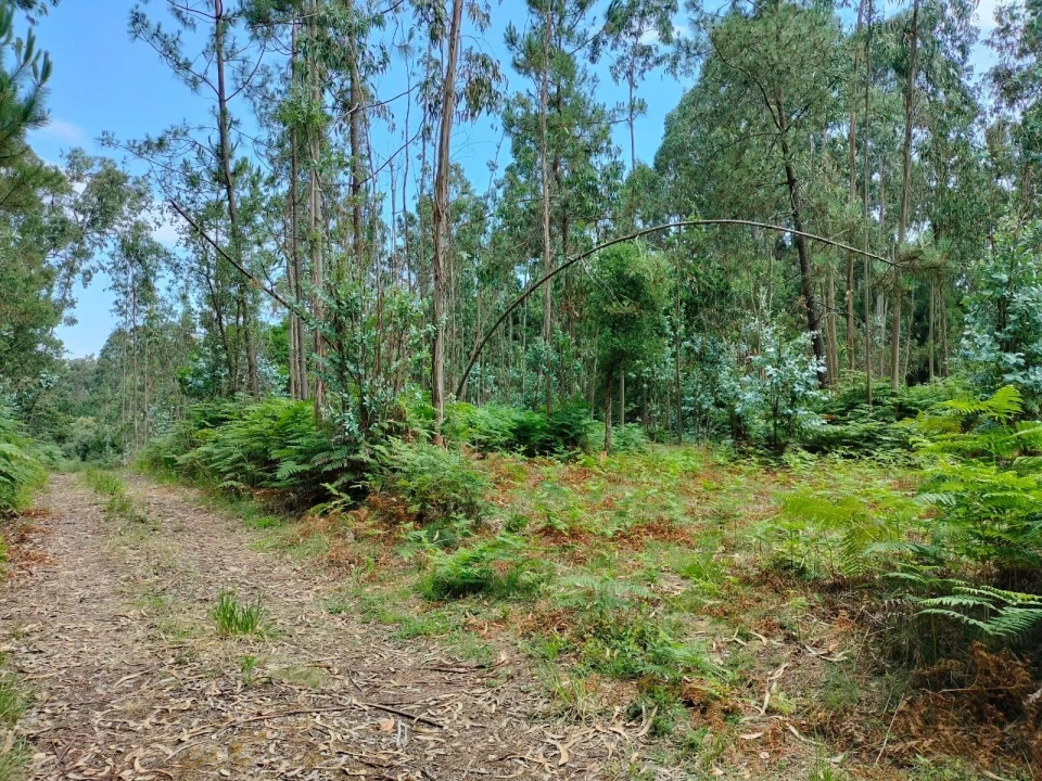 Terreno Agricola ou Rústico para Venda em Anta e Guetim Foto 5