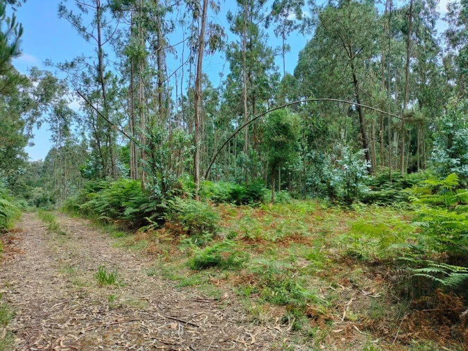 Terreno Agricola ou Rústico para Venda em Anta e Guetim Foto 4
