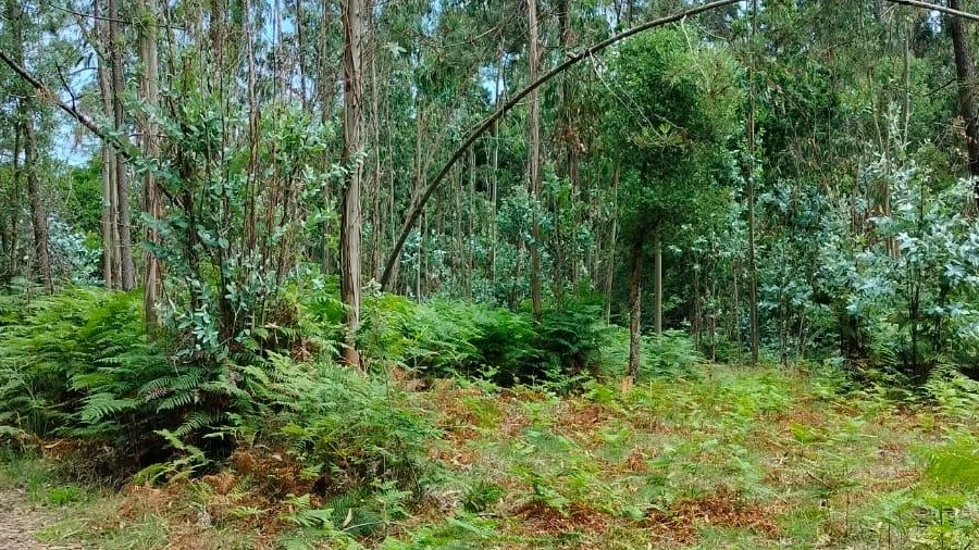 Terreno Agricola ou Rústico para Venda em Anta e Guetim