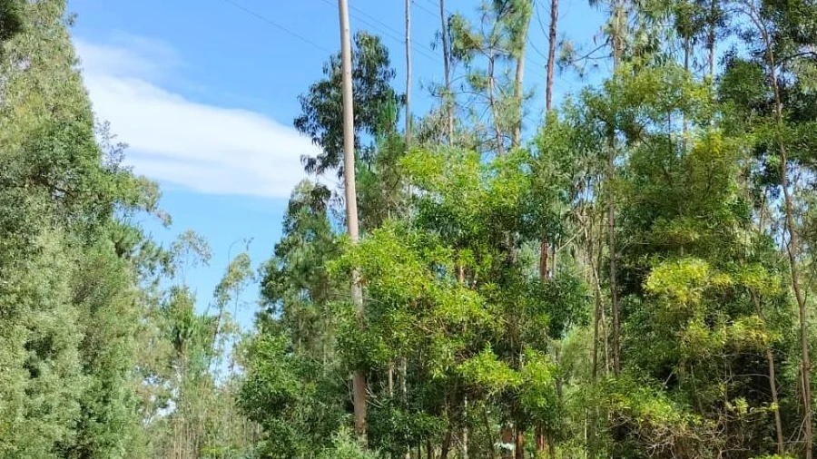 Terreno Agricola ou Rústico para Venda em Anta e Guetim