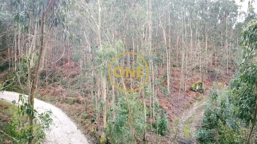 Terreno para Venda em Este (São Pedro e São Mamede) Foto 3