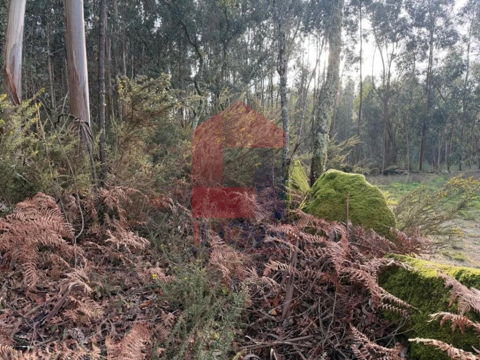 Terreno para Venda em Fiscal Foto 3