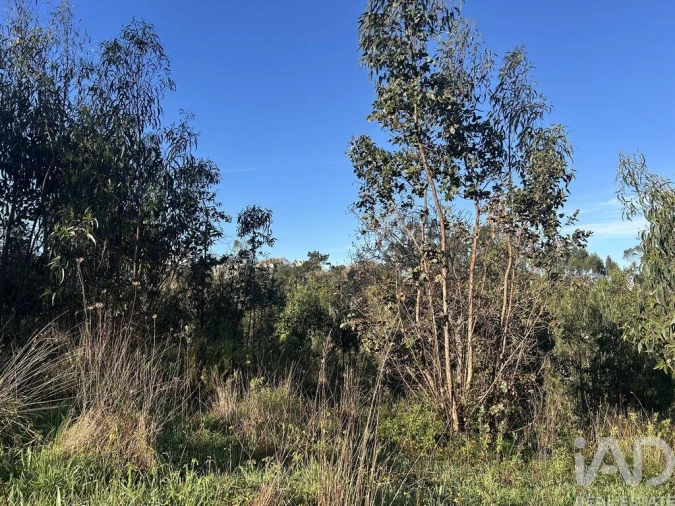 Terreno para Venda em Mafra Foto 37