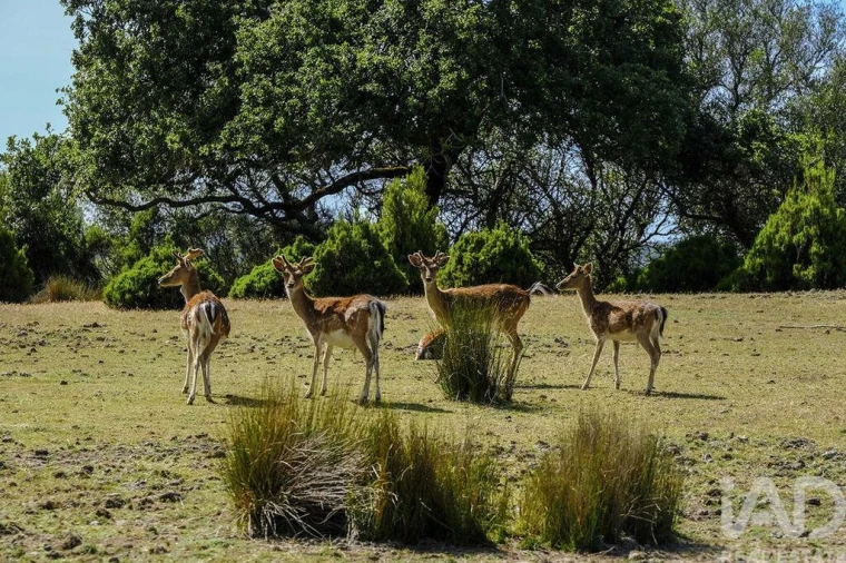 Terreno para Venda em Mafra Foto 9