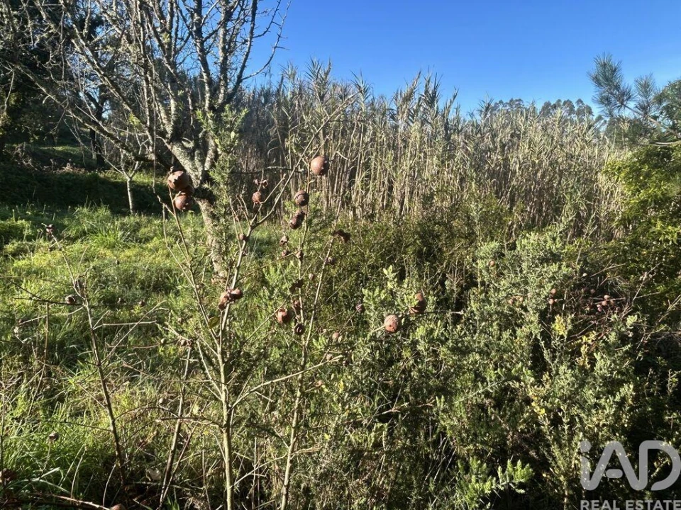 Terreno para Venda em Mafra Foto 33