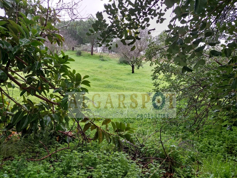 Terreno para Venda em Loule (São Sebastião) Foto 10