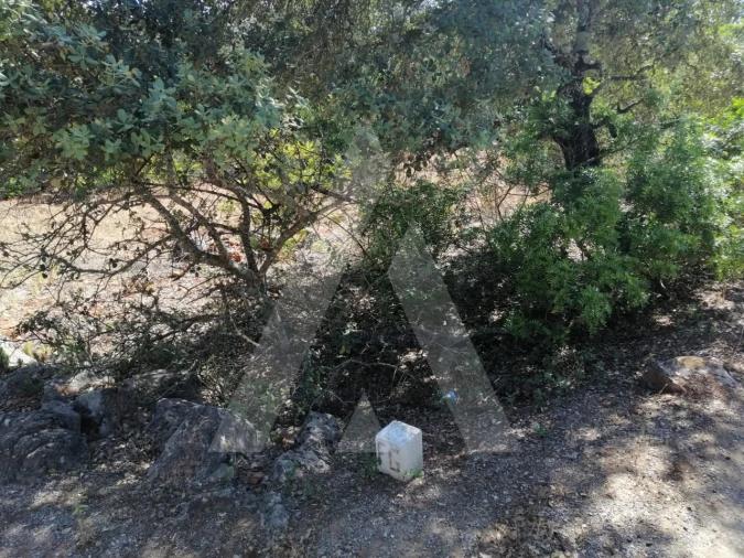 Terreno para Venda em Querença, Tôr e Benafim Foto 9