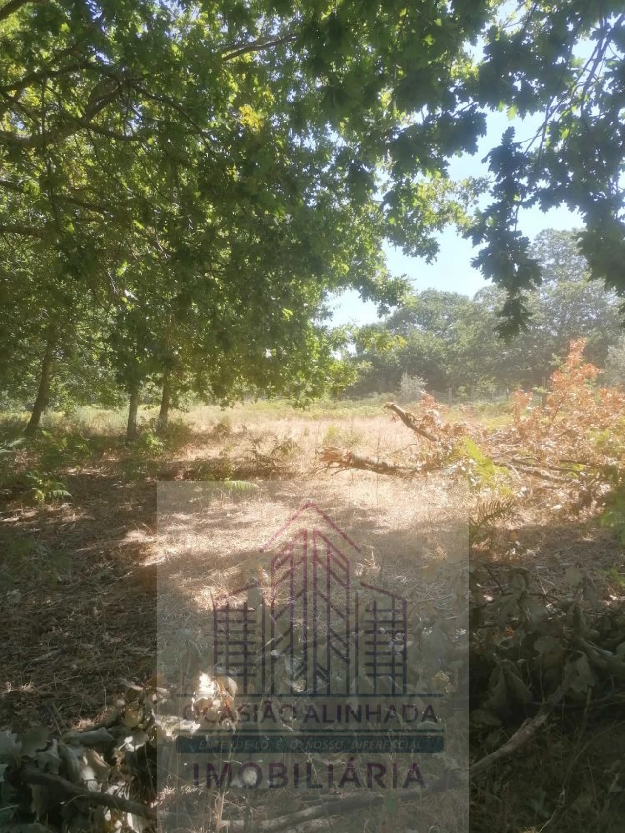 Terreno para Venda em Lagos da Beira e Lajeosa Foto 6