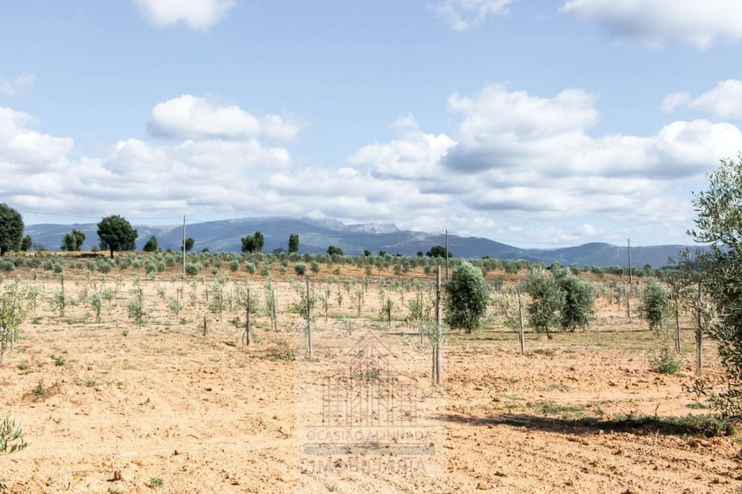 Quinta T8 para Venda em Travancinha Foto 44