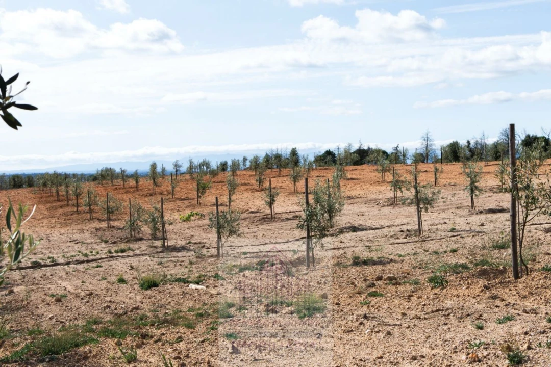 Quinta T8 para Venda em Travancinha Foto 10