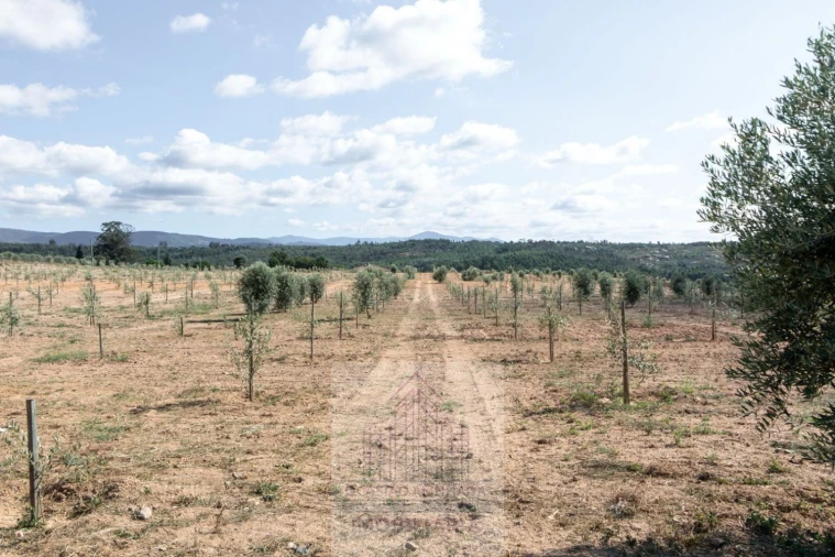 Quinta T8 para Venda em Travancinha Foto 46