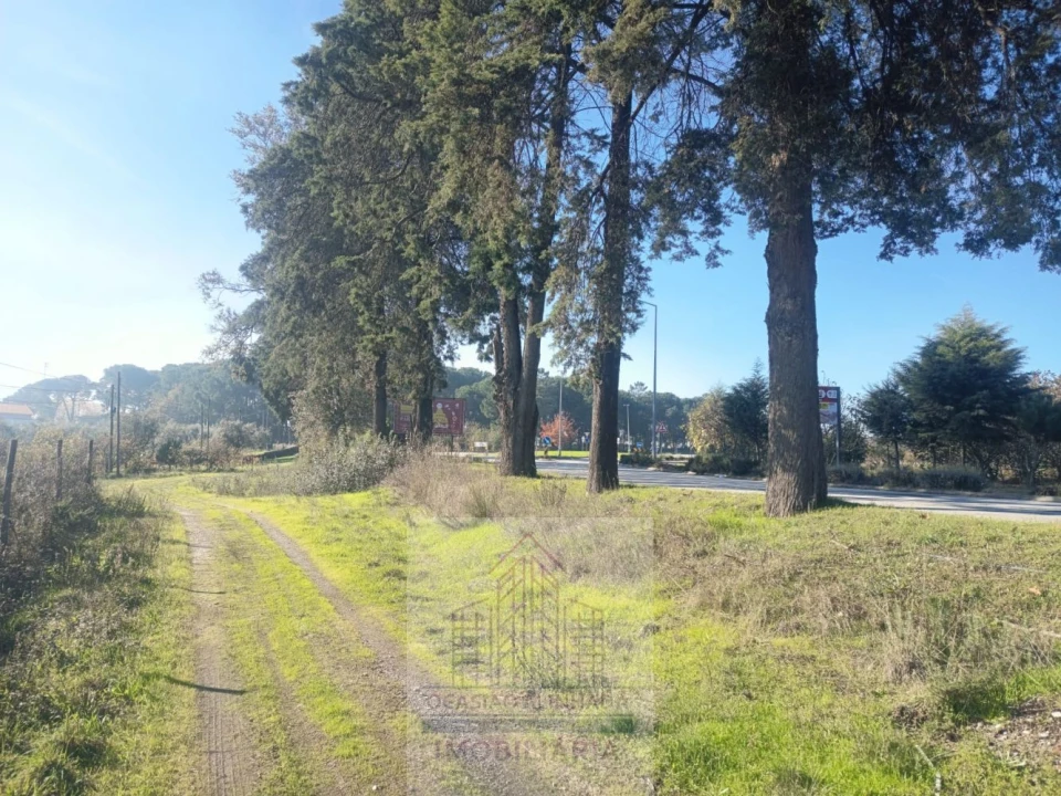 Terreno para Arrendamento em Nelas Foto 9