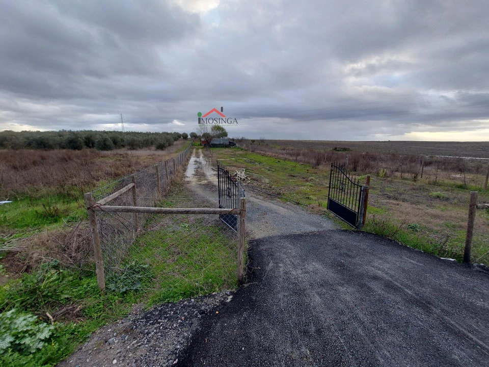 Terreno Agricola ou Rústico para Venda em Ferreira do Alentejo e Canhestros Foto 5