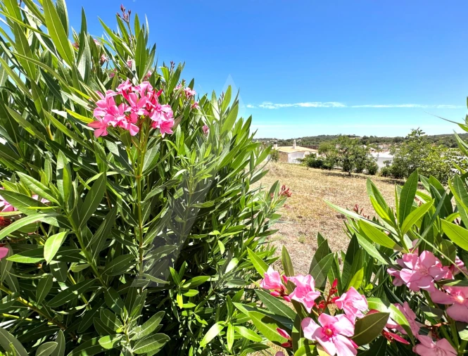 Moradia T4 para Venda em São Brás de Alportel Foto 69