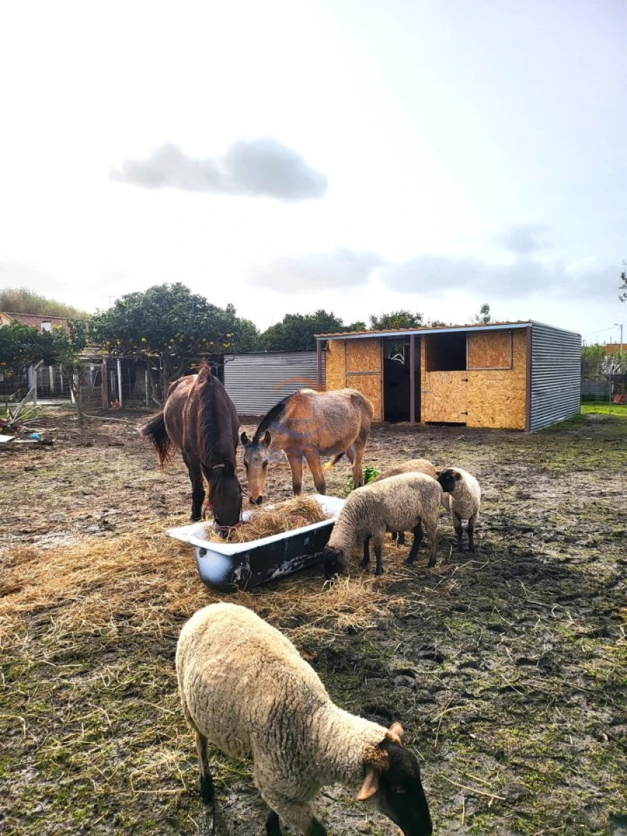 Quinta T6 para Venda em Alhos Vedros Foto 5