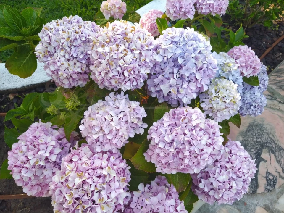 Moradia T4 para Venda em Charneca de Caparica e Sobreda Foto 18