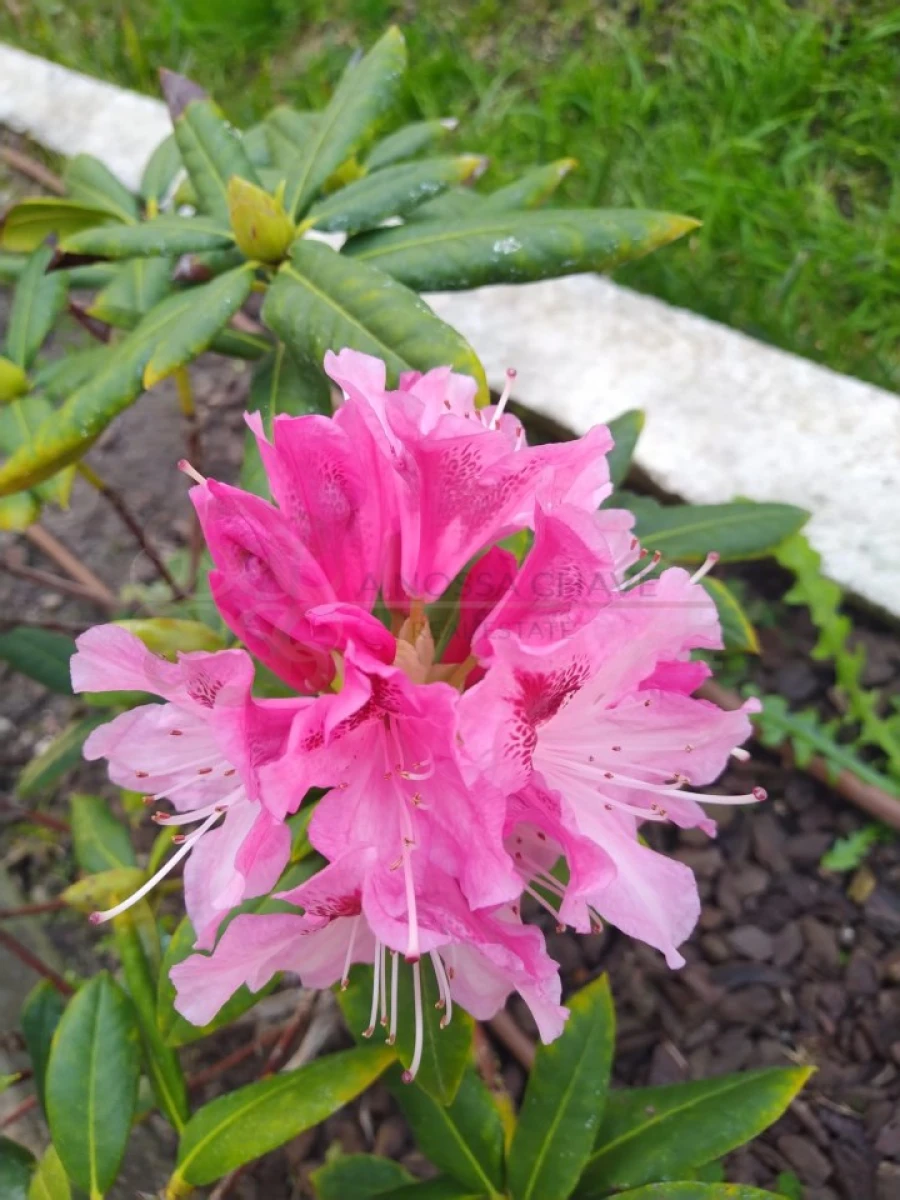 Moradia T4 para Venda em Charneca de Caparica e Sobreda Foto 8