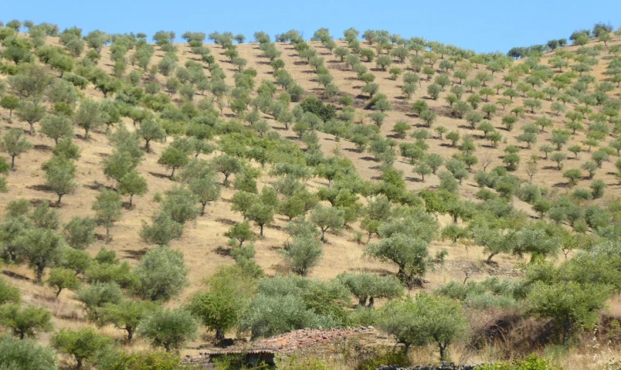 Terreno Agricola ou Rústico para Venda em Escalhão Foto 7