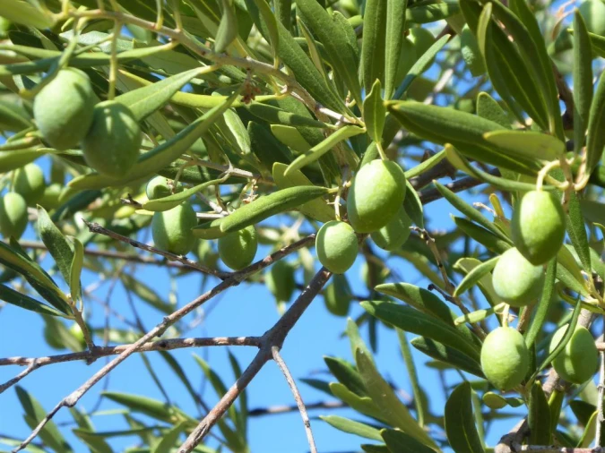 Terreno Agricola ou Rústico para Venda em Escalhão Foto 3