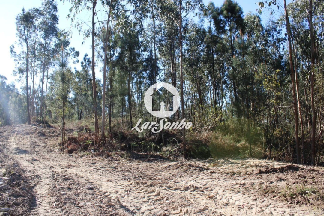 Terreno Agricola ou Rústico para Venda em Alvelos Foto 3