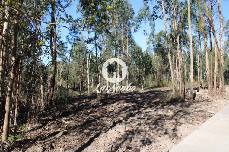 Terreno Agricola ou Rústico para Venda em Alvelos Foto 6