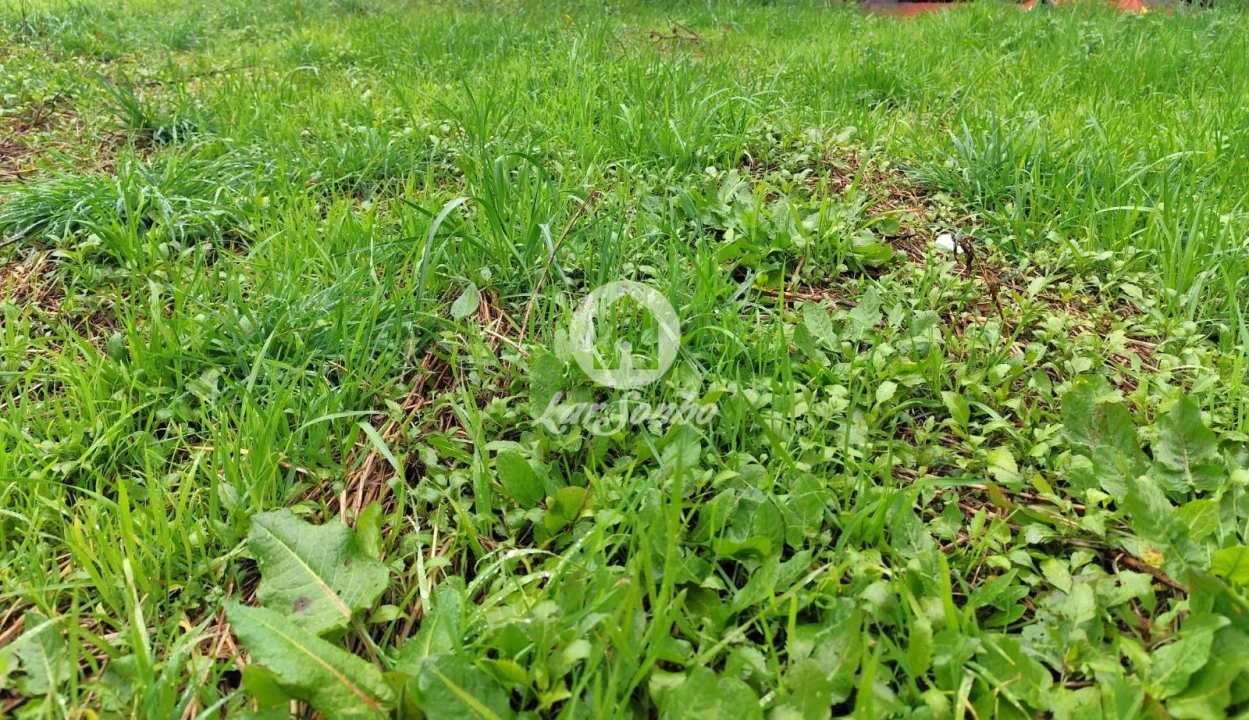 Terreno para Venda em Abade de Neiva Foto 4