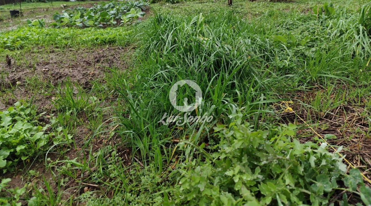 Terreno para Venda em Abade de Neiva Foto 7