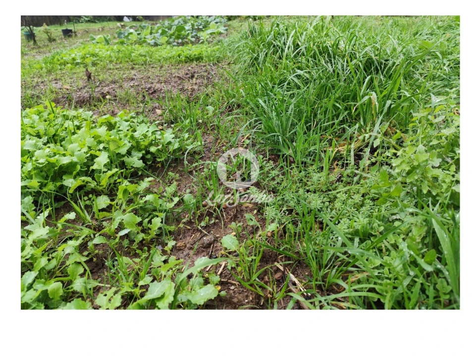 Terreno para Venda em Abade de Neiva Foto 12