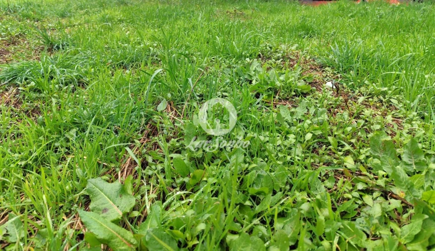 Terreno para Venda em Abade de Neiva Foto 4