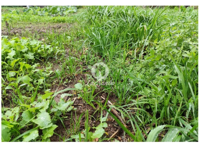 Terreno para Venda em Abade de Neiva Foto 11