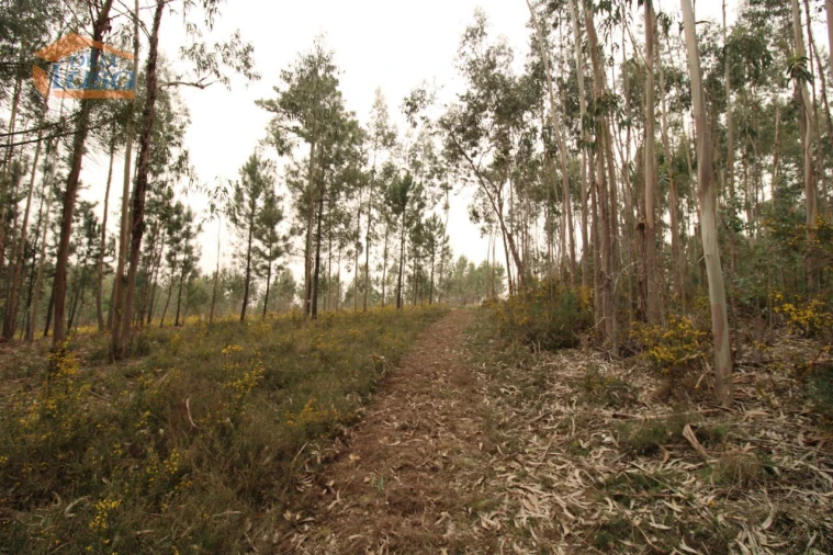 Terreno Misto para Venda em Sandim, Olival, Lever e Crestuma Foto 10