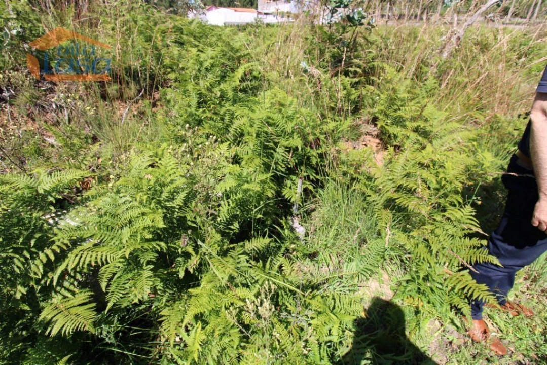 Terreno Agricola ou Rústico para Venda em Grijó e Sermonde Foto 4