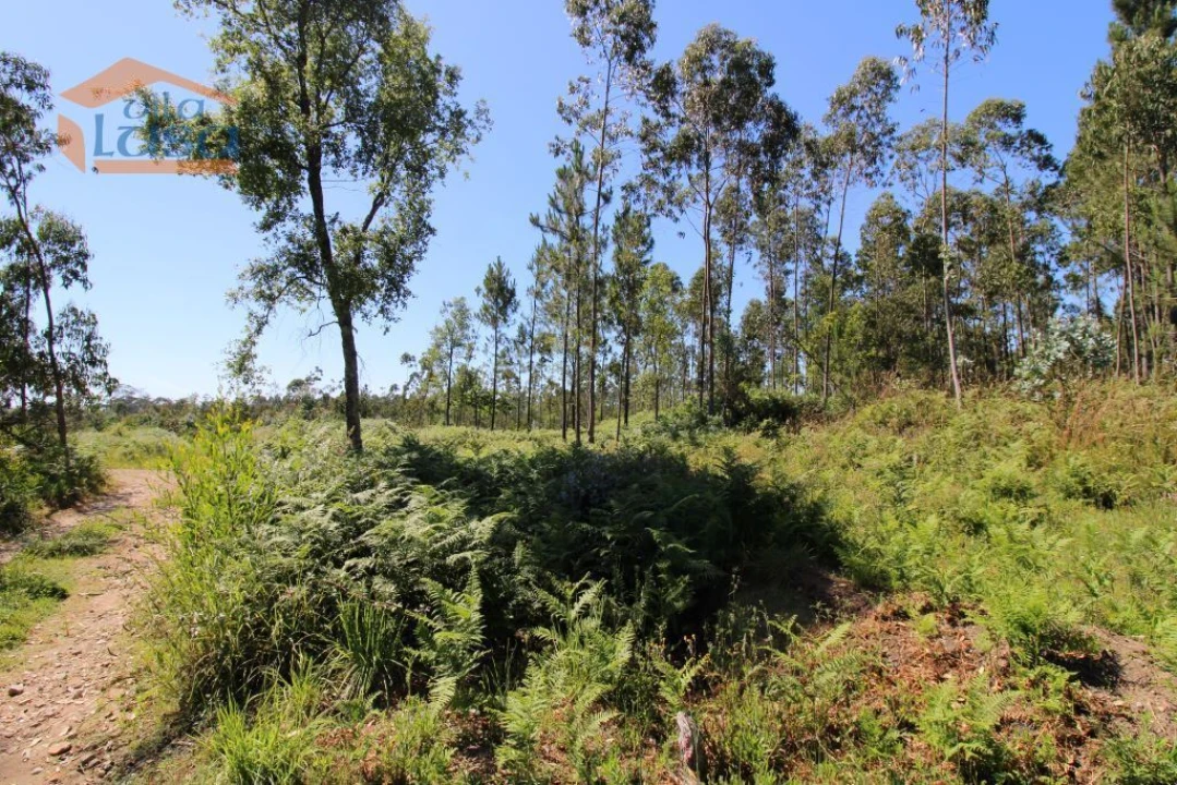 Terreno Agricola ou Rústico para Venda em Grijó e Sermonde Foto 1