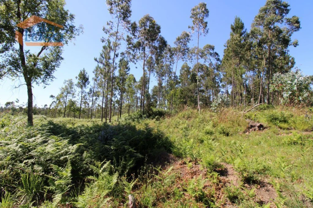 Terreno Agricola ou Rústico para Venda em Grijó e Sermonde Foto 6