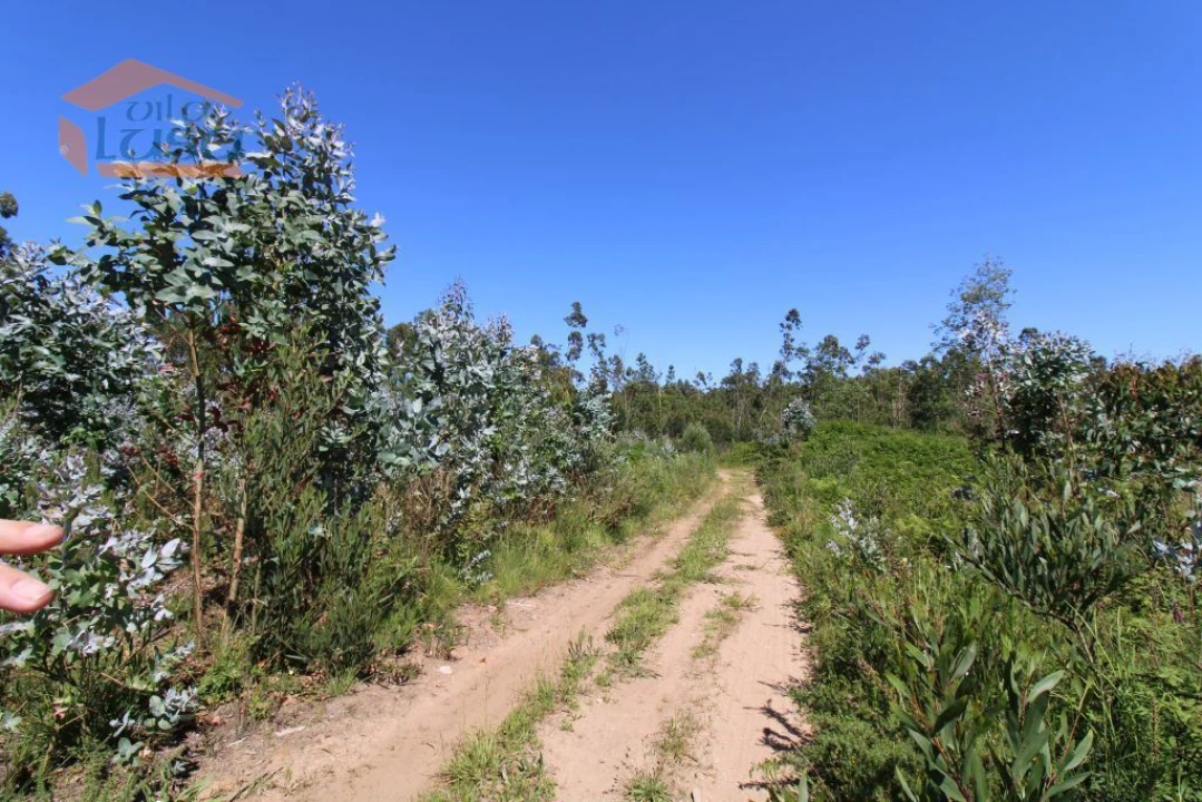 Terreno Agricola ou Rústico para Venda em Grijó e Sermonde Foto 2