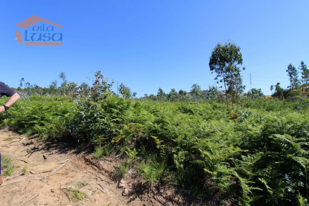 Terreno Agricola ou Rústico para Venda em Grijó e Sermonde Foto 10