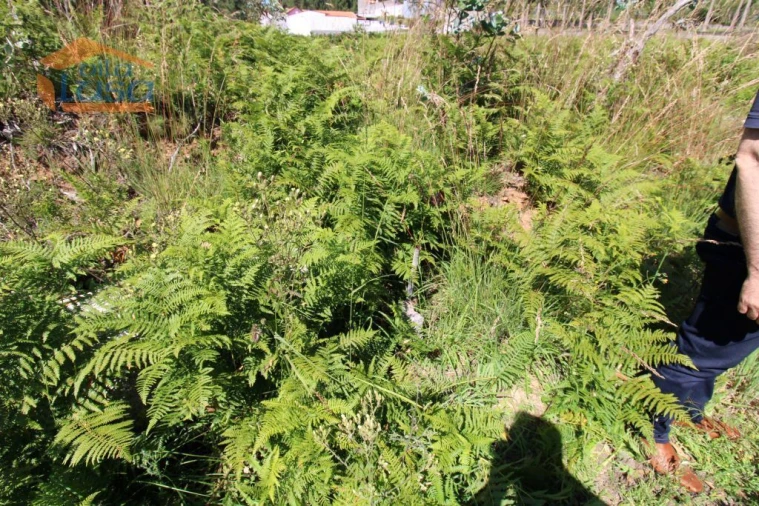 Terreno Agricola ou Rústico para Venda em Grijó e Sermonde Foto 4