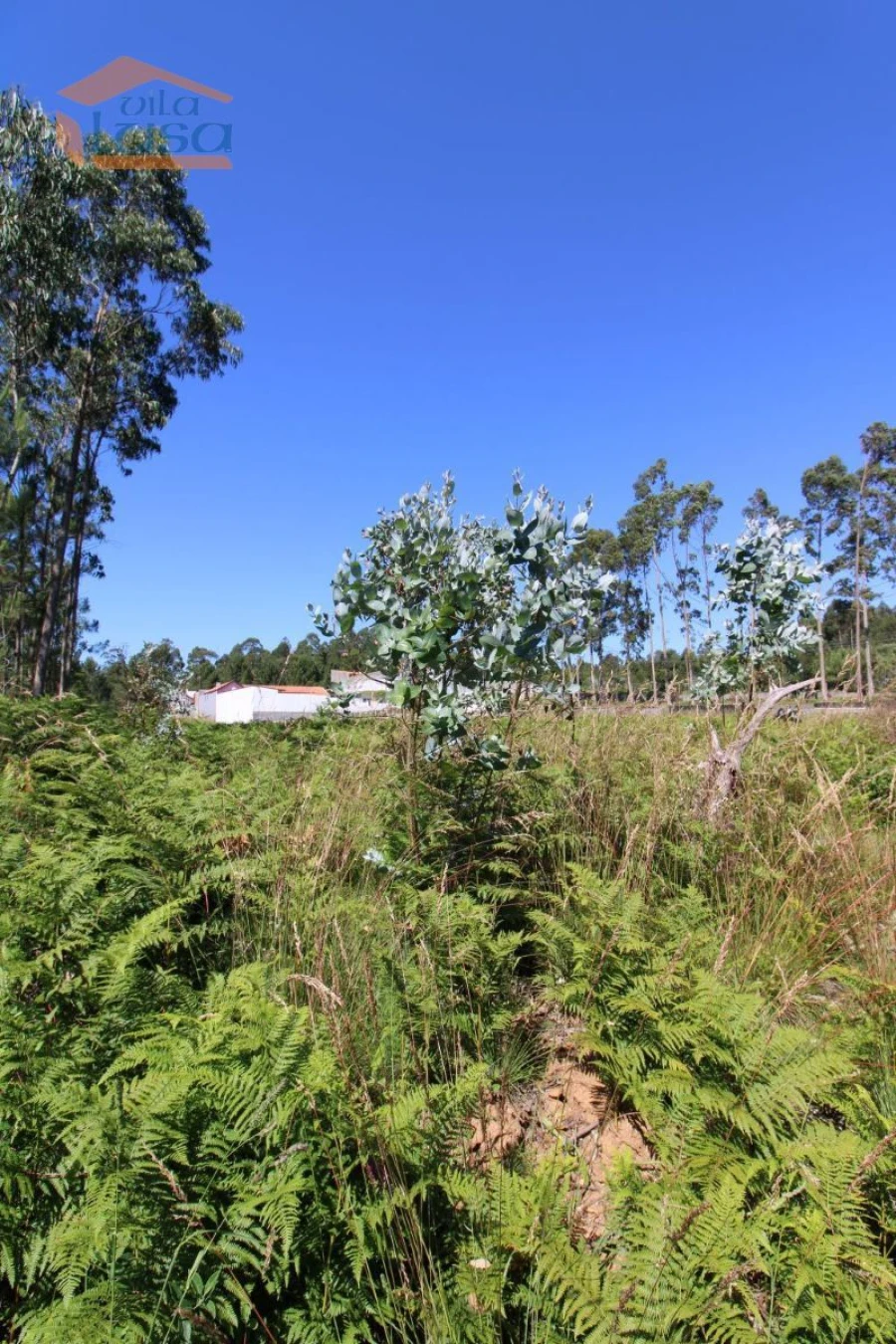 Terreno Agricola ou Rústico para Venda em Grijó e Sermonde Foto 5